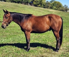 LF San Benito Dandy - Thumbnail 4