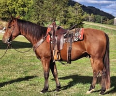LF San Benito Dandy - Thumbnail 1