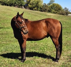 LF San Benito Dandy - Thumbnail 6