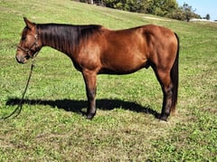 LF San Benito Dandy - Thumbnail 7