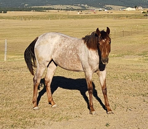 Si Star Rey Roan - Photo 1
