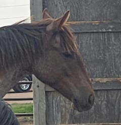 Si Star Rey Roan - Thumbnail 4