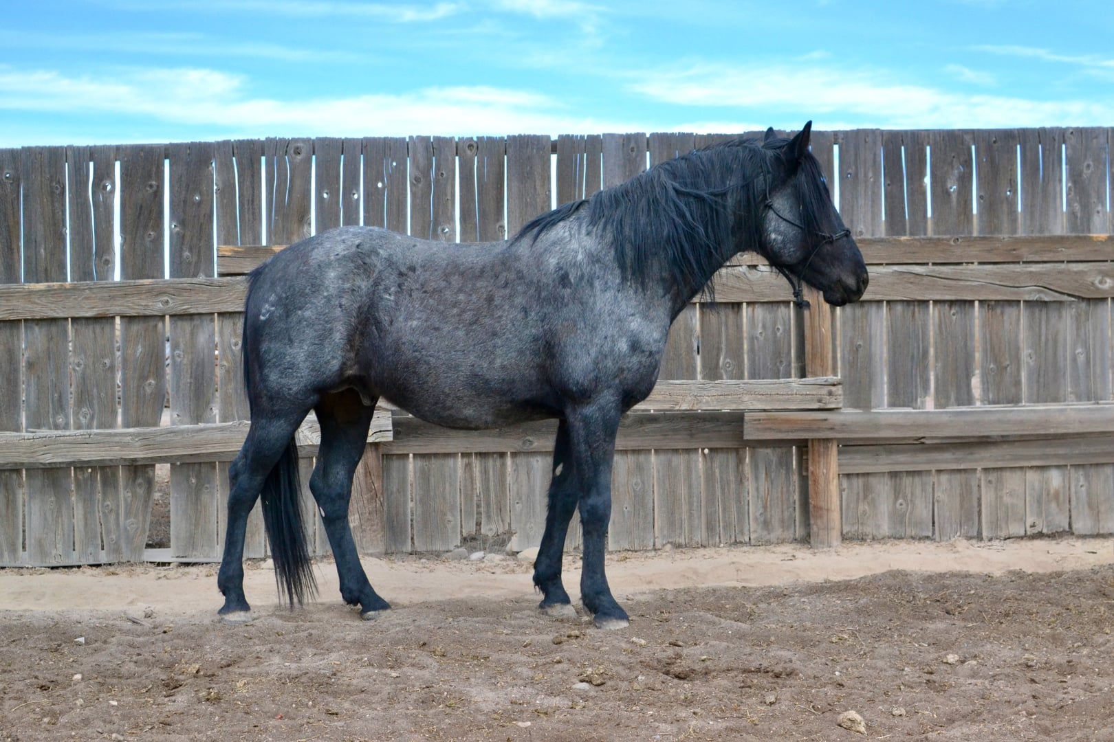 BLUECOWBOYSHOOTER - Photo 1