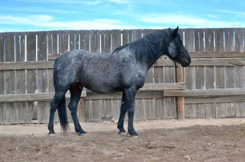 BLUECOWBOYSHOOTER - Thumbnail 1