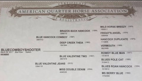 BLUECOWBOYSHOOTER - Thumbnail 2