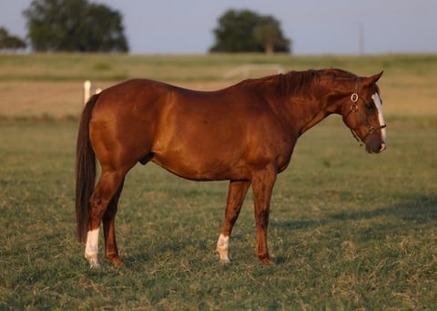 HANK - Photo 1