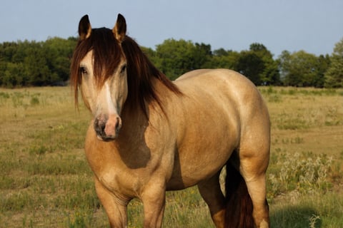 GYPSY TREASURES OH THAT OPIE - Photo 1