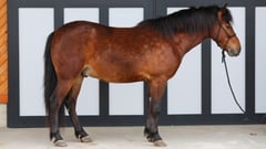 Harvey - Thumbnail 1