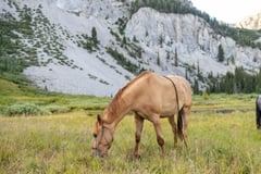 Tang - Thumbnail 20