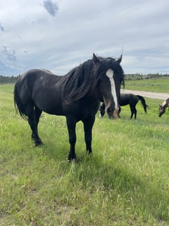 Spade - Thumbnail 5