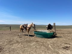 JK Klondike Gold - Thumbnail 8