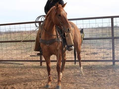 GAR Rose of Alabama - Thumbnail 3