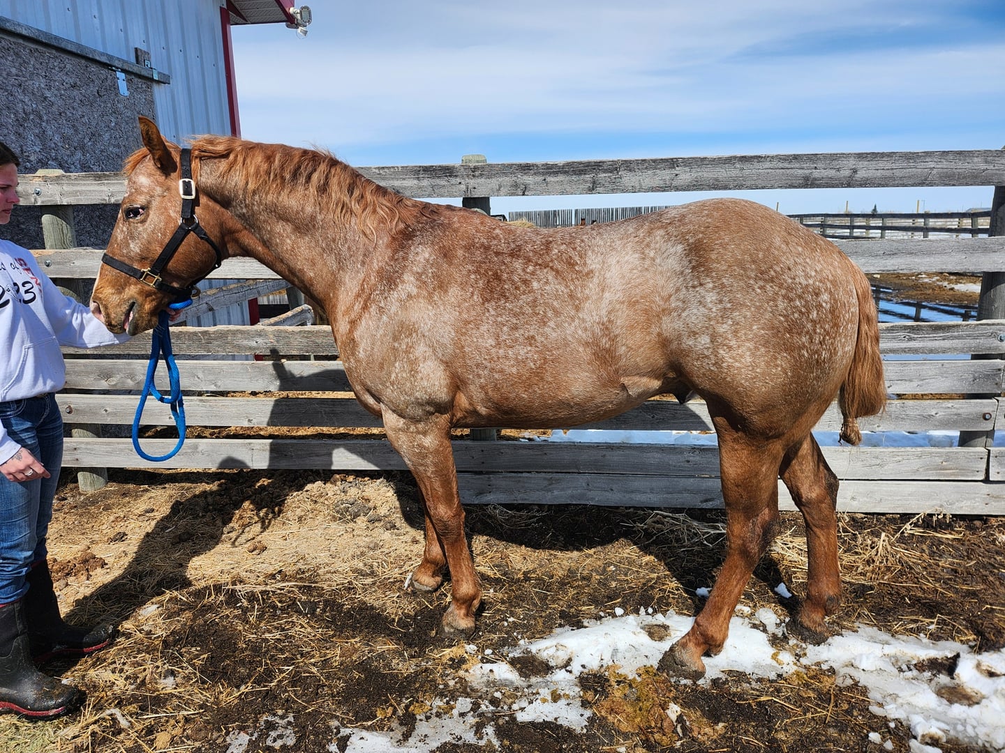 Angel Dust And Tequila