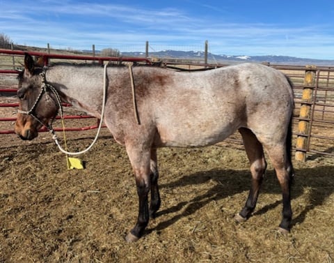 Pretty Iced - Thumbnail 1