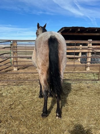 Pretty Iced - Thumbnail 3