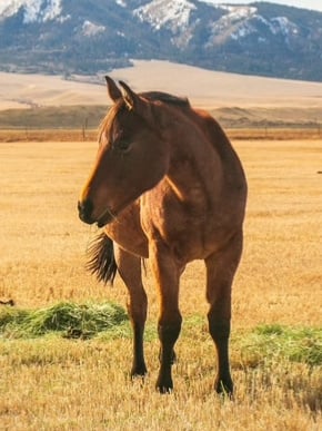 Pretty Iced - Thumbnail 5