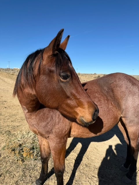 Pretty Iced - Thumbnail 6