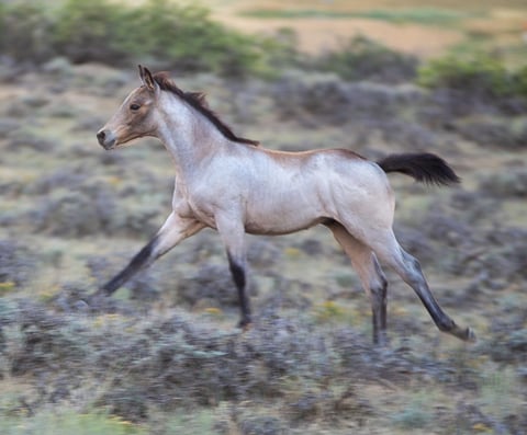 Steele Malice - Photo 1