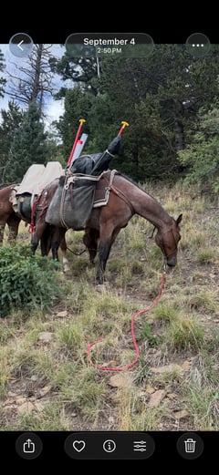 7 Y/O Grade Quarter Horse Gelding - Thumbnail 4