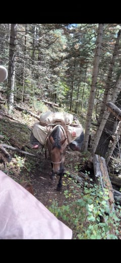 7 Y/O Grade Quarter Horse Gelding - Thumbnail 8