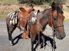 7 Y/O Grade Quarter Horse Gelding - Thumbnail 1