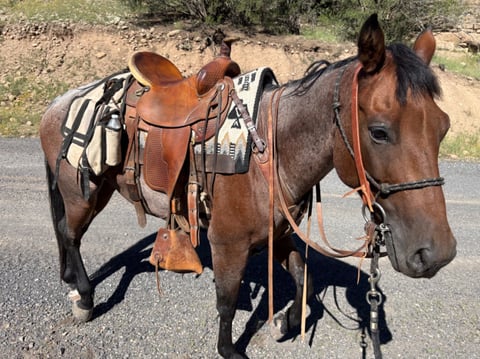 7 Y/O Grade Quarter Horse Gelding - Photo 1