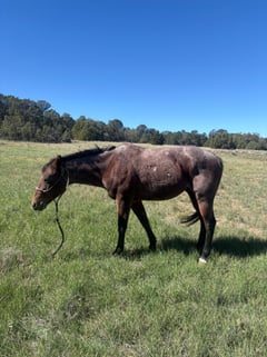 7 Y/O Grade Quarter Horse Gelding - Thumbnail 5