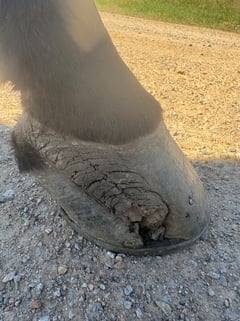 7 Y/O Grade Quarter Horse Gelding - Thumbnail 10