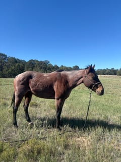 7 Y/O Grade Quarter Horse Gelding - Thumbnail 6