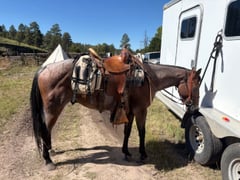 7 Y/O Grade Quarter Horse Gelding - Thumbnail 3