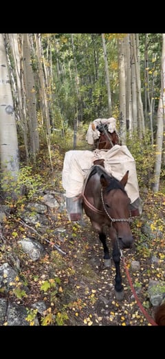 7 Y/O Grade Quarter Horse Gelding - Thumbnail 7
