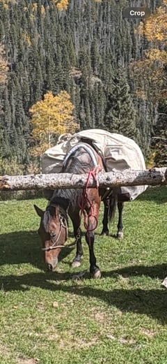 7 Y/O Grade Quarter Horse Gelding - Thumbnail 9