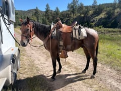 7 Y/O Grade Quarter Horse Gelding - Thumbnail 2