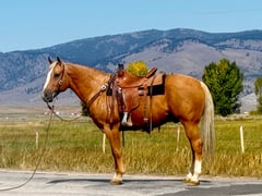 Yellow Reincoat - Thumbnail 2