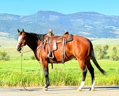 Rooster Tap - Thumbnail 2