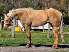 MISS DOLLY BAR DUNIT - Thumbnail 1