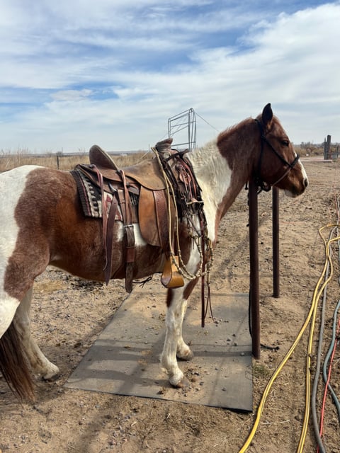 Catz Peptospoonful - Thumbnail 3