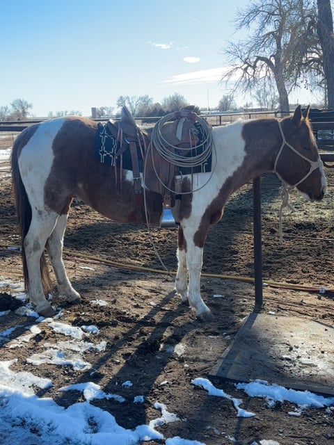 Catz Peptospoonful - Thumbnail 8