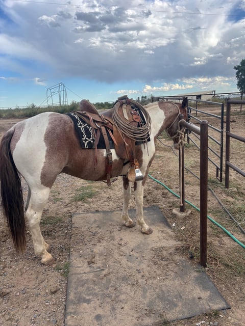 Catz Peptospoonful - Thumbnail 9