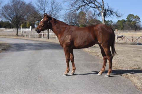 SS WILD THING - Photo 1