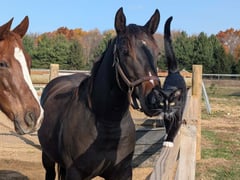 JB Kloey Ann Fox - Thumbnail 3