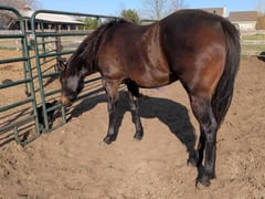 JB Kloey Ann Fox - Thumbnail 7