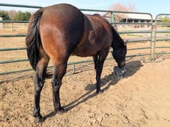 JB Kloey Ann Fox - Thumbnail 9