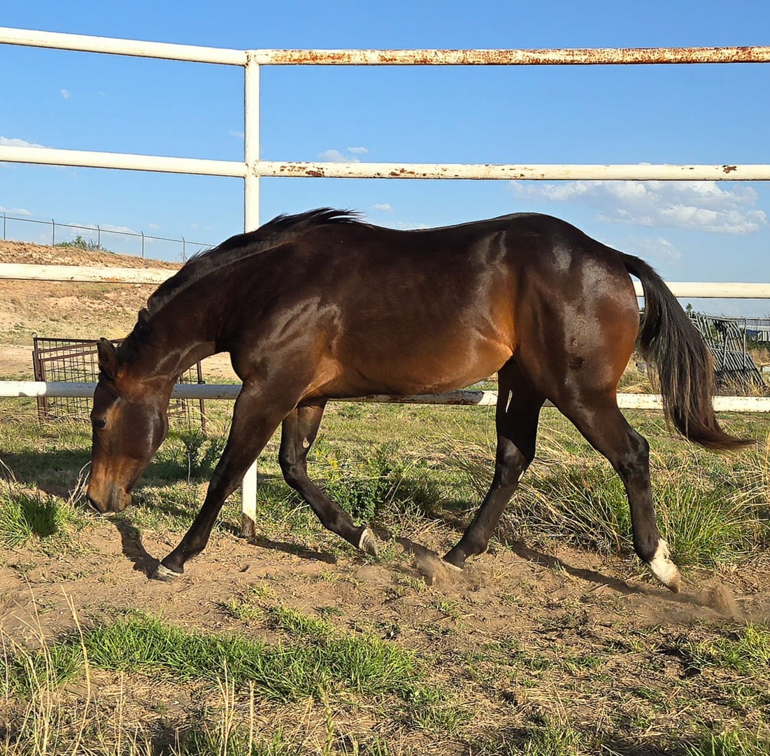Legendary Wranglers - Photo 1