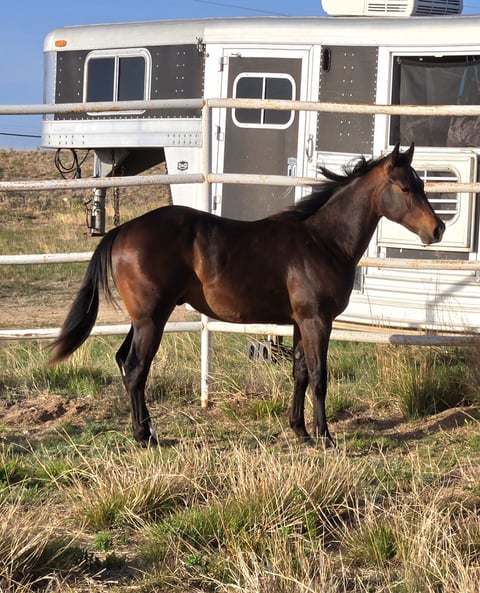 Legendary Wranglers - Thumbnail 2