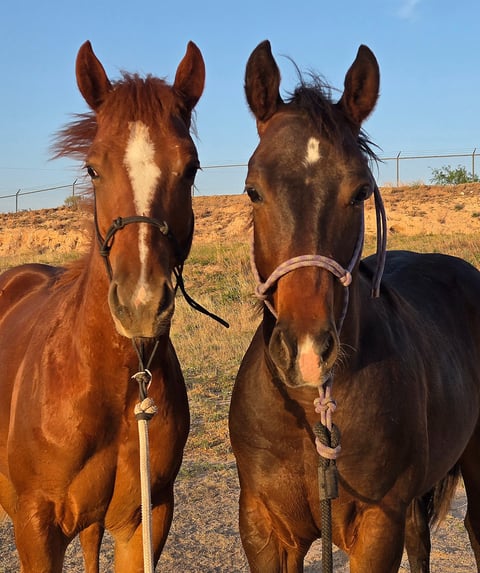 Legendary Wranglers - Thumbnail 3