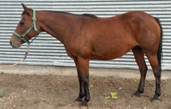 Chasin Helens Fire (IN FOAL) - Thumbnail 3