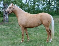 K Justa Gold Flicker - Thumbnail 1