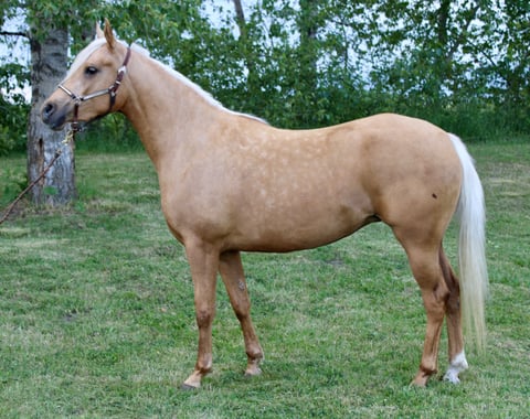 K Justa Gold Flicker