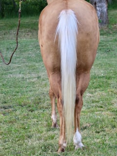 K Justa Gold Flicker - Thumbnail 3